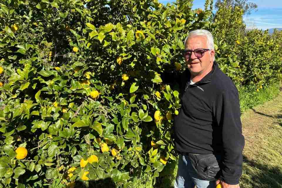 Agricultura Regenerativa: La clave para una producción de limones de exportación más rentable y sostenible