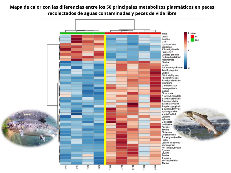 Acuicultura. Mapa de calor con las diferencias entre los 50 principales metabolitos plasmáticos en peces recolectados de aguas contaminadas y peces de vida libre