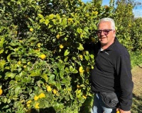 Agricultura Regenerativa: La clave para una producción de limones de exportación más rentable y sostenible