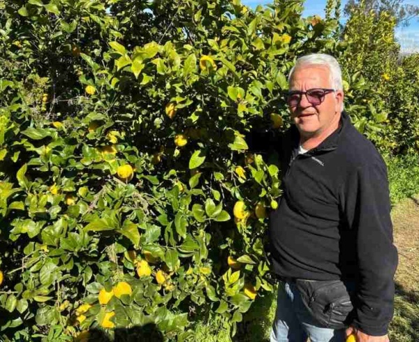 Agricultura Regenerativa: La clave para una producción de limones de exportación más rentable y sostenible